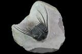 Kettneraspis Trilobite (Long Occipital Horn) - Lghaft, Morocco #98617-2